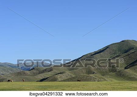 Pferde auf der Weide, von Bergen umgebene Hochebene im Orchon-Tal, Changai Nuruu Nationalpark, Oworchangai-Aimag, Mongolei, Asien View Large Photo Image Stock Image - Pferde auf der Weide, von Bergen umgebene Hochebene im Orchon-Tal, Changai Nuruu Nationalpark, Oworchangai-Aimag, Mongolei, Asien. Fotosearch