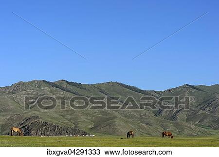 Stock Image - Pferde auf der Weide, von Bergen umgebene Hochebene im Orchon-Tal, Changai Nuruu Nationalpark, Oworchangai-Aimag, Mongolei, Asien. Fotosearch