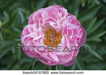 Stock Image - Pfingstrose Coral Charm (Paeonia sp. ), Niedersachsen, Deutschland, Europa. Fotosearch