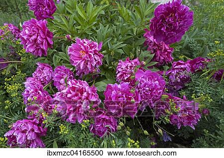 Pfingstrosen (Paeonia sp. ) nach einem Regen, Bayern, Deutschland, Europa View Large Photo Image Stock Image - Pfingstrosen (Paeonia sp. ) nach einem Regen, Bayern, Deutschland, Europa. Fotosearch