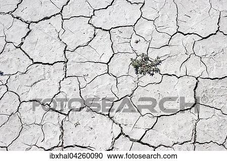 Pflanze in vertrockneter Erde, Trockenrisse im Boden, getrocknete Lehmoberflache, bei Caineville, Utah, USA, Nordamerika View Large Photo Image Stock Image - Pflanze in vertrockneter Erde, Trockenrisse im Boden, getrocknete Lehmoberflache, bei Caineville, Utah, USA, Nordamerika. Fotosearch