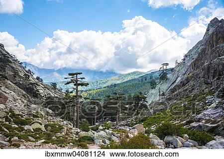 Picture - Pinienwald im Gebirge im Golo-Tal, Korsika, Frankreich, Europa. Fotosearch