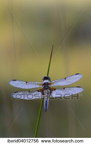 Stock Photograph - Plattbauch (Libellula depressa) an Binse, Grosses Veen, Nordrhein-Westfalen, Deutschland, Europa. Fotosearch