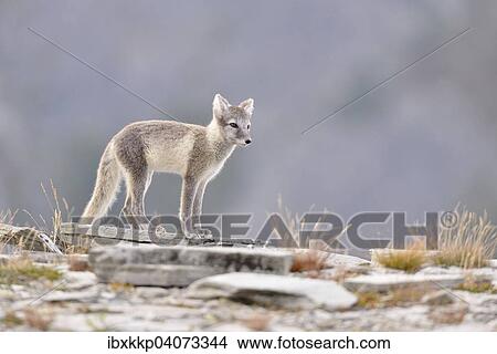 Polarfuchs (Vulpes lagopus, Alopex lagopus), Jungtier im Fjell, Dovrefjell-Sunndalsfjella-Nationalpark, Norwegen, Europa View Large Photo Image Picture - Polarfuchs (Vulpes lagopus, Alopex lagopus), Jungtier im Fjell, Dovrefjell-Sunndalsfjella-Nationalpark, Norwegen, Europa. Fotosearch