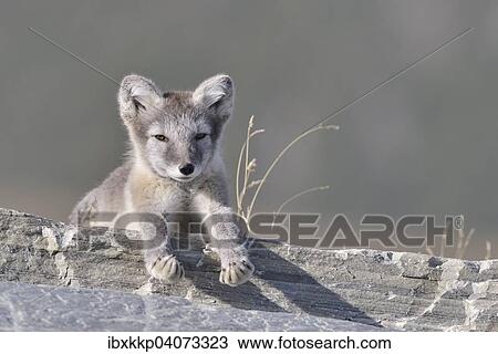 Polarfuchs (Vulpes lagopus, Alopex lagopus), Jungtier liegt auf einem Felsen, Dovrefjell-Sunndalsfjella-Nationalpark, Norwegen, Europa View Large Photo Image Stock Image - Polarfuchs (Vulpes lagopus, Alopex lagopus), Jungtier liegt auf einem Felsen, Dovrefjell-Sunndalsfjella-Nationalpark, Norwegen, Europa. Fotosearch