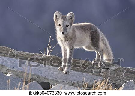 Polarfuchs (Vulpes lagopus, Alopex lagopus), Jungtier steht auf einem Felsen, Dovrefjell-Sunndalsfjella-Nationalpark, Norwegen, Europa View Large Photo Image Stock Image - Polarfuchs (Vulpes lagopus, Alopex lagopus), Jungtier steht auf einem Felsen, Dovrefjell-Sunndalsfjella-Nationalpark, Norwegen, Europa. Fotosearch