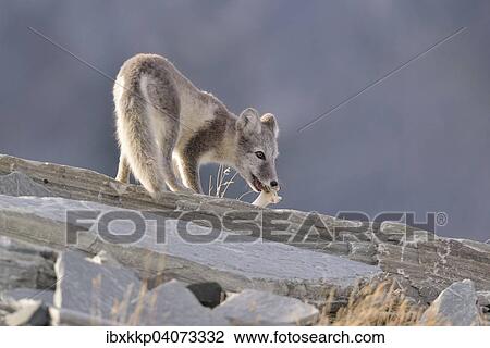 Stock Image - Polarfuchs (Vulpes lagopus, Alopex lagopus), Jungtier spielt mit einem Knochen, Dovrefjell-Sunndalsfjella-Nationalpark, Norwegen, Europa. Fotosearch