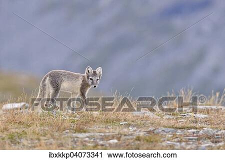 Polarfuchs (Vulpes lagopus, Alopex lagopus), Jungtier im Fjell, Dovrefjell-Sunndalsfjella-Nationalpark, Norwegen, Europa View Large Photo Image Stock Image - Polarfuchs (Vulpes lagopus, Alopex lagopus), Jungtier im Fjell, Dovrefjell-Sunndalsfjella-Nationalpark, Norwegen, Europa. Fotosearch
