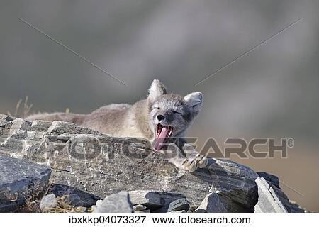 Polarfuchs (Vulpes lagopus, Alopex lagopus), Jungtier liegt auf einem Felsen und gahnt, Dovrefjell-Sunndalsfjella-Nationalpark, Norwegen, Europa View Large Photo Image Stock Photo - Polarfuchs (Vulpes lagopus, Alopex lagopus), Jungtier liegt auf einem Felsen und gahnt, Dovrefjell-Sunndalsfjella-Nationalpark, Norwegen, Europa. Fotosearch