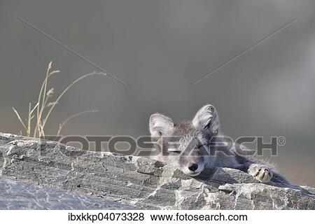 Polarfuchs (Vulpes lagopus, Alopex lagopus), Jungtier liegt auf einem Felsen und schlaft, Dovrefjell-Sunndalsfjella-Nationalpark, Norwegen, Europa View Large Photo Image Stock Photo - Polarfuchs (Vulpes lagopus, Alopex lagopus), Jungtier liegt auf einem Felsen und schlaft, Dovrefjell-Sunndalsfjella-Nationalpark, Norwegen, Europa. Fotosearch