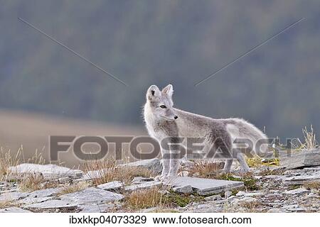 Polarfuchs (Vulpes lagopus, Alopex lagopus), Jungtier im Fjell, Dovrefjell-Sunndalsfjella-Nationalpark, Norwegen, Europa View Large Photo Image Stock Photo - Polarfuchs (Vulpes lagopus, Alopex lagopus), Jungtier im Fjell, Dovrefjell-Sunndalsfjella-Nationalpark, Norwegen, Europa. Fotosearch