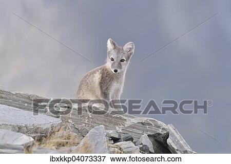 Polarfuchs (Vulpes lagopus, Alopex lagopus), Jungtier sitzt auf einem Felsen, Dovrefjell-Sunndalsfjella-Nationalpark, Norwegen, Europa View Large Photo Image Stock Photo - Polarfuchs (Vulpes lagopus, Alopex lagopus), Jungtier sitzt auf einem Felsen, Dovrefjell-Sunndalsfjella-Nationalpark, Norwegen, Europa. Fotosearch