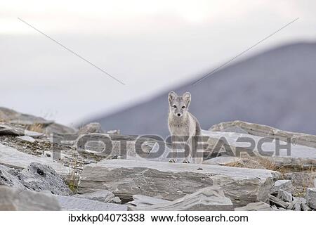 Polarfuchs (Vulpes lagopus, Alopex lagopus), Jungtier in einer Gebirgslandschaft, Dovrefjell-Sunndalsfjella-Nationalpark, Norwegen, Europa View Large Photo Image Stock Photo - Polarfuchs (Vulpes lagopus, Alopex lagopus), Jungtier in einer Gebirgslandschaft, Dovrefjell-Sunndalsfjella-Nationalpark, Norwegen, Europa. Fotosearch