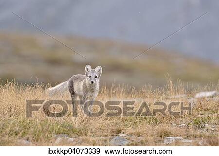 Polarfuchs (Vulpes lagopus, Alopex lagopus), Jungtier im Fjell, Dovrefjell-Sunndalsfjella-Nationalpark, Norwegen, Europa View Large Photo Image Stock Photo - Polarfuchs (Vulpes lagopus, Alopex lagopus), Jungtier im Fjell, Dovrefjell-Sunndalsfjella-Nationalpark, Norwegen, Europa. Fotosearch