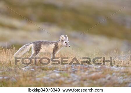 Polarfuchs (Vulpes lagopus, Alopex lagopus), Jungtier im Fjell, Dovrefjell-Sunndalsfjella-Nationalpark, Norwegen, Europa View Large Photo Image Stock Photo - Polarfuchs (Vulpes lagopus, Alopex lagopus), Jungtier im Fjell, Dovrefjell-Sunndalsfjella-Nationalpark, Norwegen, Europa. Fotosearch
