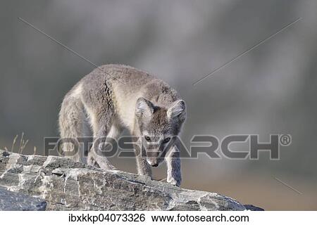 Polarfuchs (Vulpes lagopus, Alopex lagopus), Jungtier steht auf einem Felsen, Dovrefjell-Sunndalsfjella-Nationalpark, Norwegen, Europa View Large Photo Image Stock Photograph - Polarfuchs (Vulpes lagopus, Alopex lagopus), Jungtier steht auf einem Felsen, Dovrefjell-Sunndalsfjella-Nationalpark, Norwegen, Europa. Fotosearch