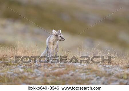 Polarfuchs (Vulpes lagopus, Alopex lagopus), Jungtier im Fjell, Dovrefjell-Sunndalsfjella-Nationalpark, Norwegen, Europa View Large Photo Image Stock Photograph - Polarfuchs (Vulpes lagopus, Alopex lagopus), Jungtier im Fjell, Dovrefjell-Sunndalsfjella-Nationalpark, Norwegen, Europa. Fotosearch