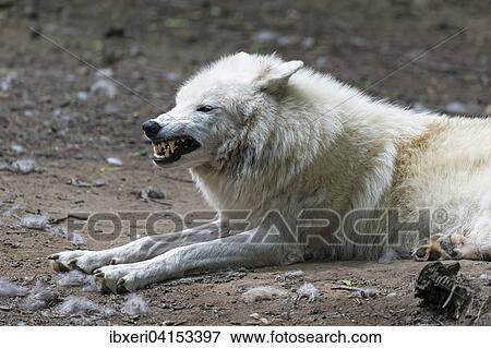 Polarwolf (Canis lupus arctos), captive, fletscht die Zahne View Large Photo Image Stock Photo - Polarwolf (Canis lupus arctos), captive, fletscht die Zahne. Fotosearch