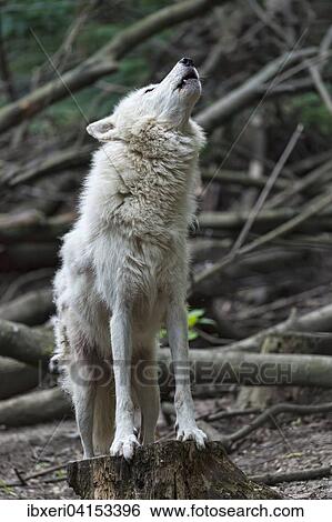 Polarwolf (Canis lupus arctos), captive, heulend View Large Photo Image Stock Photograph - Polarwolf (Canis lupus arctos), captive, heulend. Fotosearch