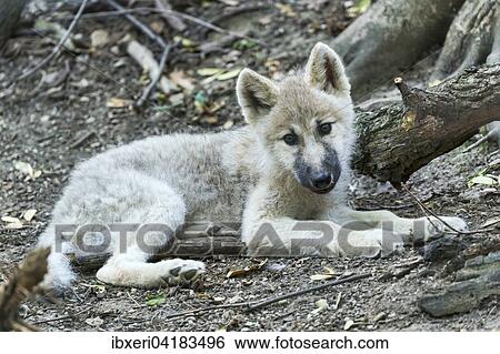 Polarwolf, Weisswolf oder Arktischer Wolf (Canis lupus arctos), Welpe, 10 Wochen View Large Photo Image Stock Photograph - Polarwolf, Weisswolf oder Arktischer Wolf (Canis lupus arctos), Welpe, 10 Wochen. Fotosearch