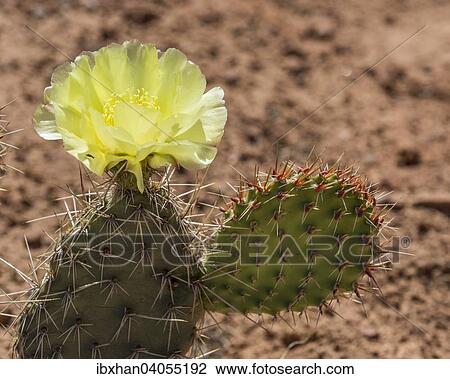 Polster-Opuntie (Opuntia fragilis), Arches-Nationalpark, Utah, USA, Nordamerika View Large Photo Image Stock Image - Polster-Opuntie (Opuntia fragilis), Arches-Nationalpark, Utah, USA, Nordamerika. Fotosearch