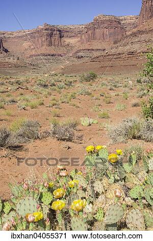 Polster-Opuntie (Opuntia fragilis), Island in the Sky, Canyonlands-Nationalpark, Moab, Utah, USA, Nordamerika View Large Photo Image Stock Image - Polster-Opuntie (Opuntia fragilis), Island in the Sky, Canyonlands-Nationalpark, Moab, Utah, USA, Nordamerika. Fotosearch