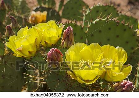Polster-Opuntie (Opuntia fragilis), Utah, USA, Nordamerika View Large Photo Image Stock Image - Polster-Opuntie (Opuntia fragilis), Utah, USA, Nordamerika. Fotosearch