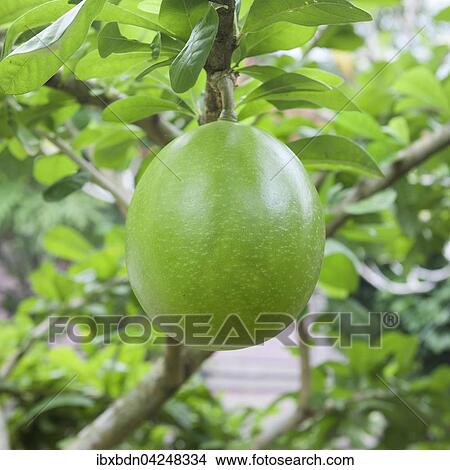 Picture - Pomelo (Citrus maxima), Bali, Indonesien, Asien. Fotosearch