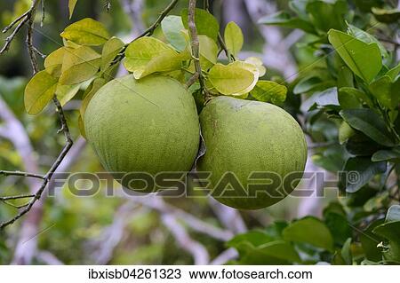 Pomelo (Citrus sp. ), Frucht am Baum, Insel Mahe, Seychellen, Afrika View Large Photo Image Stock Image - Pomelo (Citrus sp. ), Frucht am Baum, Insel Mahe, Seychellen, Afrika. Fotosearch