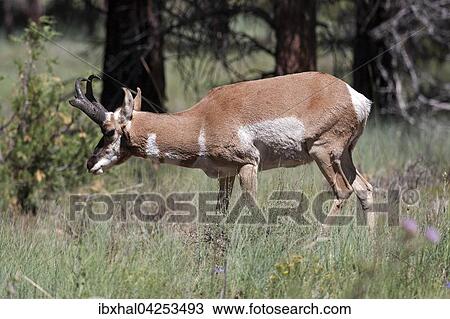 Pronghorn Antilope (Antilocapra americana), Bryce Canyon Nationalpark, Utah, USA, Nordamerika View Large Photo Image Stock Image - Pronghorn Antilope (Antilocapra americana), Bryce Canyon Nationalpark, Utah, USA, Nordamerika. Fotosearch