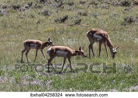 Pronghorn Antilopen (Antilocapra americana), Bryce Canyon Nationalpark, Utah, USA, Nordamerika View Large Photo Image Picture - Pronghorn Antilopen (Antilocapra americana), Bryce Canyon Nationalpark, Utah, USA, Nordamerika. Fotosearch
