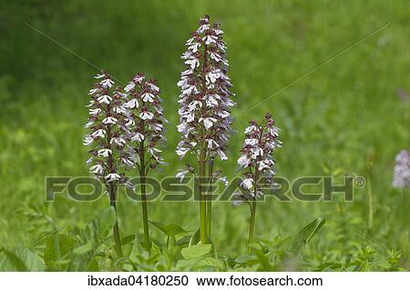 Purpur-Knabenkraut (Orchis purpurea), bluhend, Naturschutzgebiet Mackenberg, Nordrhein-Westfalen, Deutschland, Europa View Large Photo Image Stock Image - Purpur-Knabenkraut (Orchis purpurea), bluhend, Naturschutzgebiet Mackenberg, Nordrhein-Westfalen, Deutschland, Europa. Fotosearch
