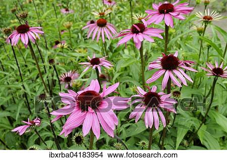 Purpur-Sonnenhut (Echinacea purpurea), Nordrhein-Westfalen, Deutschland, Europa View Large Photo Image Picture - Purpur-Sonnenhut (Echinacea purpurea), Nordrhein-Westfalen, Deutschland, Europa. Fotosearch