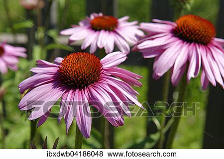 Purpur-Sonnenhut (Echinacea purpurea), Sudtirol, Italien, Europa View Large Photo Image Stock Photo - Purpur-Sonnenhut (Echinacea purpurea), Sudtirol, Italien, Europa. Fotosearch