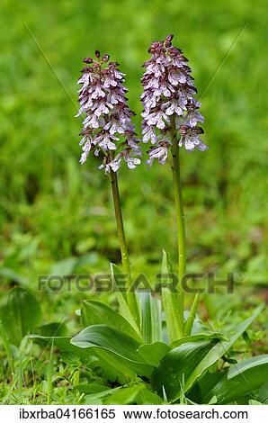 Purpurknabenkraut (Orchis purpurea), Nordrhein-Westfalen, Deutschland, Europa View Large Photo Image Stock Photography - Purpurknabenkraut (Orchis purpurea), Nordrhein-Westfalen, Deutschland, Europa. Fotosearch