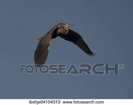 Purpurreiher (Ardea purpurea), Naturschutzgebiet Wagbachniederung, Baden-Wurttemberg, Deutschland, Europa View Large Photo Image Stock Image - Purpurreiher (Ardea purpurea), Naturschutzgebiet Wagbachniederung, Baden-Wurttemberg, Deutschland, Europa. Fotosearch