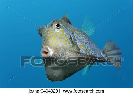 Stock Image - Pyramiden-Kofferfisch (Tetrosomus gibbosus), Great Barrier Reef, Pazifik, Australien, Ozeanien. Fotosearch