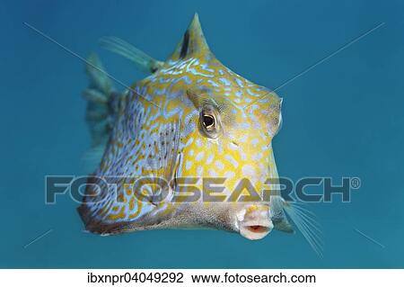 Pyramiden-Kofferfisch (Tetrosomus gibbosus), Great Barrier Reef, Pazifik, Australien, Ozeanien View Large Photo Image Stock Image - Pyramiden-Kofferfisch (Tetrosomus gibbosus), Great Barrier Reef, Pazifik, Australien, Ozeanien. Fotosearch