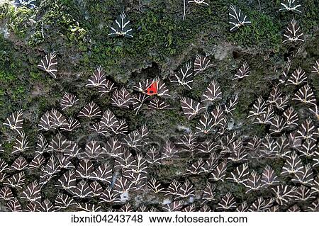 Quadriga-Schmetterlinge (Euplagia quadripunctaria), auch Spanische Flagge genannt, Tal der Schmetterlinge, Petaloudes, Rhodos, Dodekanes, Griechenland, Europa View Large Photo Image Stock Photo - Quadriga-Schmetterlinge (Euplagia quadripunctaria), auch Spanische Flagge genannt, Tal der Schmetterlinge, Petaloudes, Rhodos, Dodekanes, Griechenland, Europa. Fotosearch