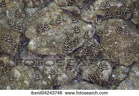 Quadriga-Schmetterlinge (Euplagia quadripunctaria), auch Spanische Flagge genannt, Tal der Schmetterlinge, Petaloudes, Rhodos, Dodekanes, Griechenland, Europa View Large Photo Image Stock Photograph - Quadriga-Schmetterlinge (Euplagia quadripunctaria), auch Spanische Flagge genannt, Tal der Schmetterlinge, Petaloudes, Rhodos, Dodekanes, Griechenland, Europa. Fotosearch