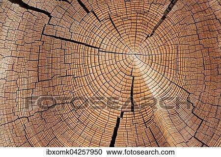Querschnitt durch einen Baumstamm mit Jahresringen, Baumscheibe, Virgental, Osttirol, Osterreich, Europa View Large Photo Image Stock Image - Querschnitt durch einen Baumstamm mit Jahresringen, Baumscheibe, Virgental, Osttirol, Osterreich, Europa. Fotosearch
