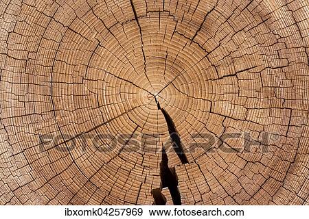 Stock Photo - Querschnitt durch einen Baumstamm mit Jahresringen, Baumscheibe, Virgental, Osttirol, Osterreich, Europa. Fotosearch