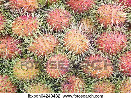 Stock Image - Rambutan Fruchte (Nephelium lappaceum), Malaysia, Asien. Fotosearch