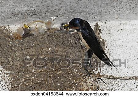 Rauchschwalbe (Hirundo rustica) futtert Junge im Nest, Allgau, Bayern, Deutschland, Europa View Large Photo Image Picture - Rauchschwalbe (Hirundo rustica) futtert Junge im Nest, Allgau, Bayern, Deutschland, Europa. Fotosearch