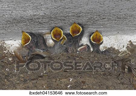Rauchschwalbe (Hirundo rustica), Junge im Nest betteln um Futter, Allgau, Bayern, Deutschland, Europa View Large Photo Image Stock Photograph - Rauchschwalbe (Hirundo rustica), Junge im Nest betteln um Futter, Allgau, Bayern, Deutschland, Europa. Fotosearch