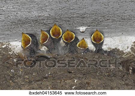 Rauchschwalbe (Hirundo rustica), Junge im Nest betteln um Futter, Allgau, Bayern, Deutschland, Europa View Large Photo Image Stock Photography - Rauchschwalbe (Hirundo rustica), Junge im Nest betteln um Futter, Allgau, Bayern, Deutschland, Europa. Fotosearch