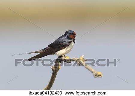 Rauchschwalbe (Hirundo rustica) sitzt auf einem Zweig, Neusiedlersee, Burgenland, Osterreich, Europa View Large Photo Image Stock Image - Rauchschwalbe (Hirundo rustica) sitzt auf einem Zweig, Neusiedlersee, Burgenland, Osterreich, Europa. Fotosearch