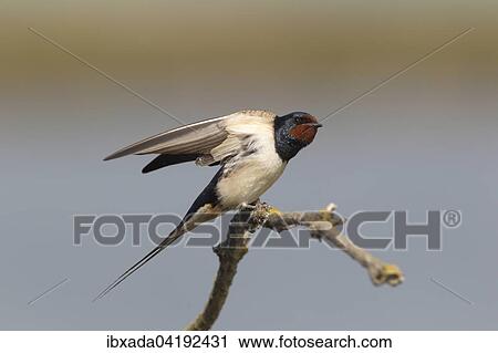 Rauchschwalbe (Hirundo rustica) sitzt auf einem Zweig und schlagt mit den Flugeln, Neusiedlersee, Burgenland, Osterreich, Europa View Large Photo Image Stock Image - Rauchschwalbe (Hirundo rustica) sitzt auf einem Zweig und schlagt mit den Flugeln, Neusiedlersee, Burgenland, Osterreich, Europa. Fotosearch