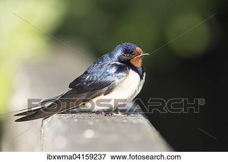 Rauchschwalbe (Hirundo rustica), Niedersachsen, Deutschland, Europa View Large Photo Image Stock Photo - Rauchschwalbe (Hirundo rustica), Niedersachsen, Deutschland, Europa. Fotosearch