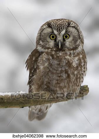 Stock Photo - Raufusskauz (Aegolius funereus), captive, Nationalpark Bayrischer Wald, Grafenau, Bayern, Deutschland, Europa. Fotosearch